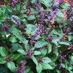6 Basil Plants, African Blue Basil Live Plants, 3 to 6 Inc Long, Live Basil Plant, Basil Plant Pot, 4''