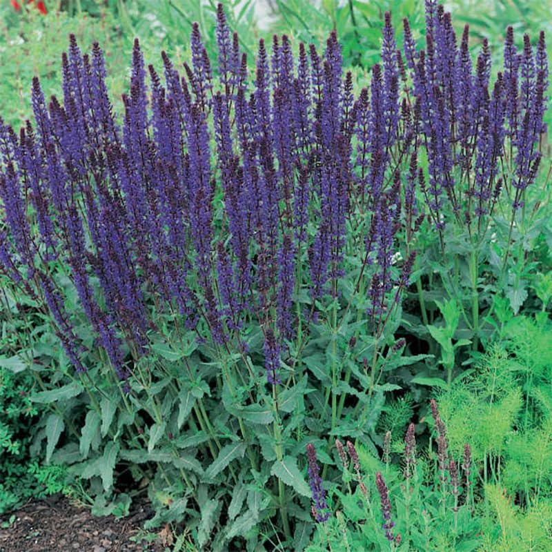 4 Fragrant Sage Salvia Live Plants, Planting in Spring Sage Plants Live, 5 to 10 Inches in Tall, Change Color (Purple-Blue)