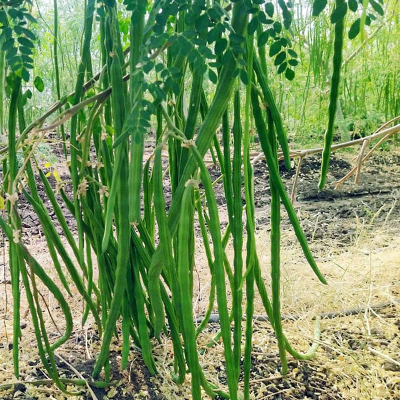 Moringa Tree Live Plant, Malunggay 6 to 8 Inc Tall Moringa Plants Live, Drumstick Horseradish Tree, Herb Moringa Plants to Plant Outdoor