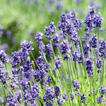 Grey Lavender Plants Live in 4 Inc Pot, Set 4 Lavandula Hybrid Lavender Trees Live Plants for Planting Indoor Outdoor, Fragrant Lavender Flowers Perennial