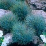 Combo 2 Fescue Blue Grass Live Plants in 4 Inches Pot, Oramental Grass for Gardening Lawn Patio, 2 Plants Per Pot