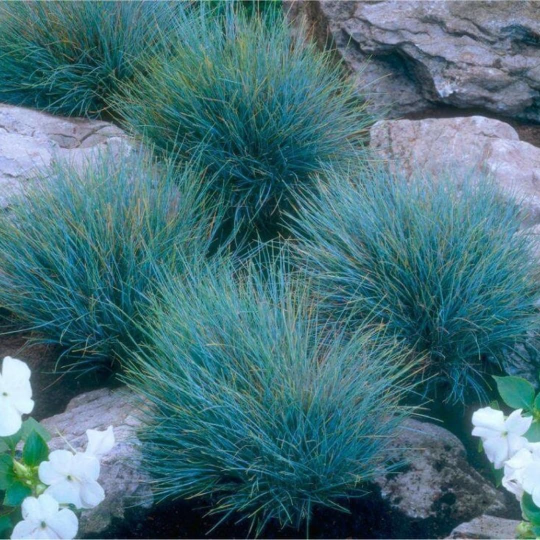 Combo 2 Fescue Blue Grass Live Plants in 4 Inches Pot, Oramental Grass for Gardening Lawn Patio, 2 Plants Per Pot