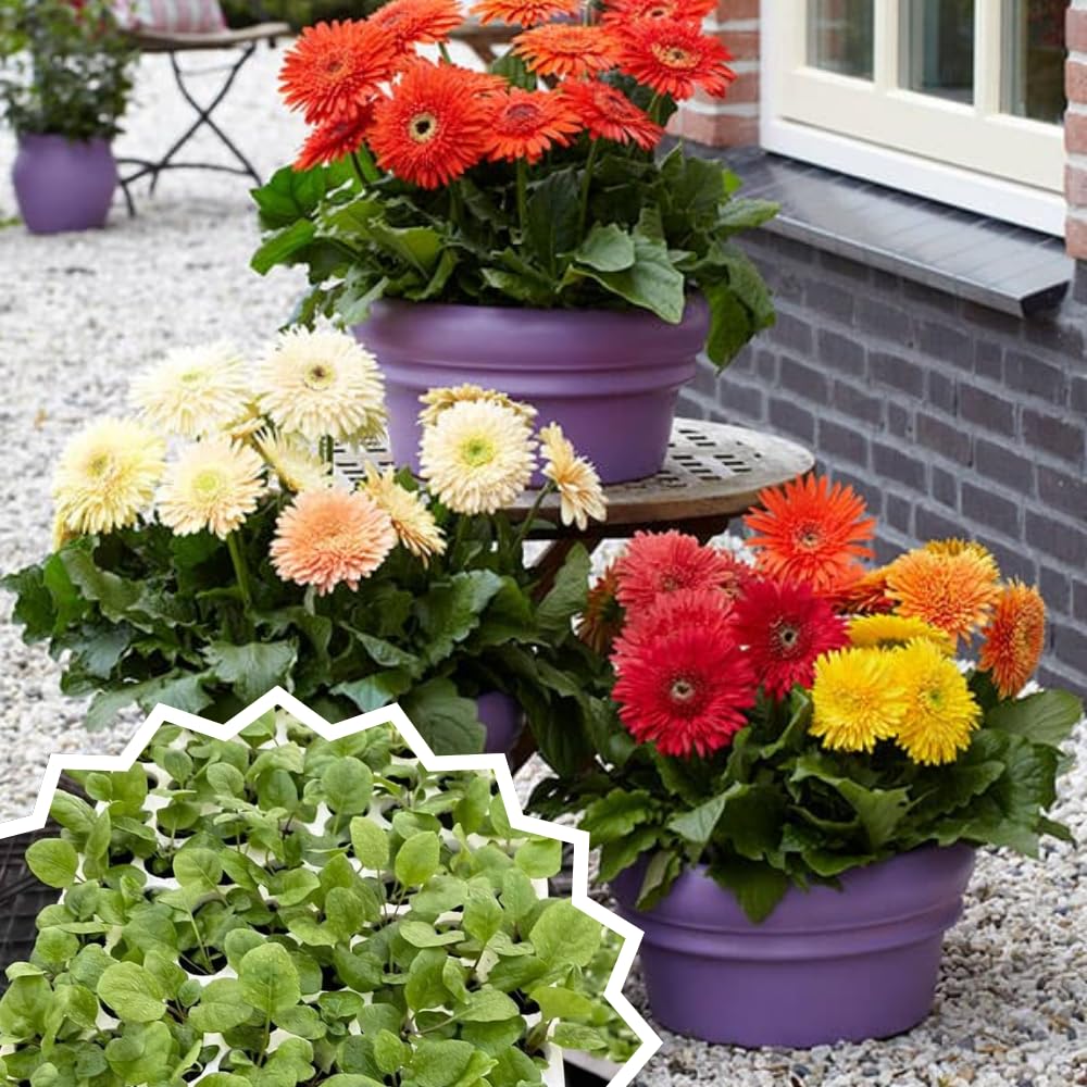 Set of 2 Mix Daisy Plants, Gerbera Daisy Live Plants, 5 to 6 Inches Tall, Gerbera Daisy Plants for Gardening, No Pot