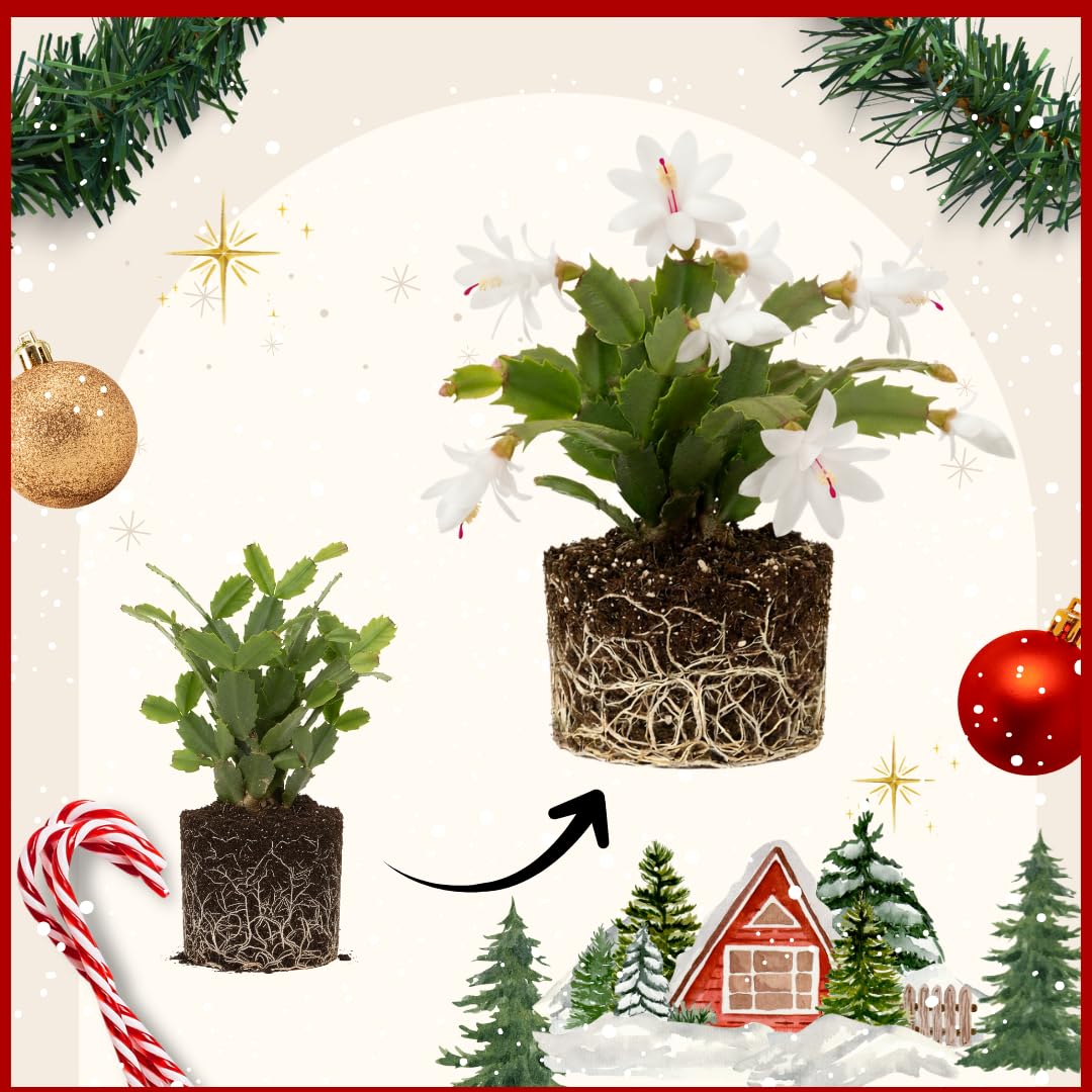 Christmas Cactus Plant Live, Starter Holiday Thanksgiving Cactus Plant for Indoor Outdoor Houseplants, Fasle Easter Cactus Plants Like, Cold Hardy, 5-9" in Tall (Salmon)