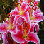 3 Pink Lily Bulbs for Planting, Lilies Flowers Bulbs for Gardening Indoors Outdoors, Large Bulb