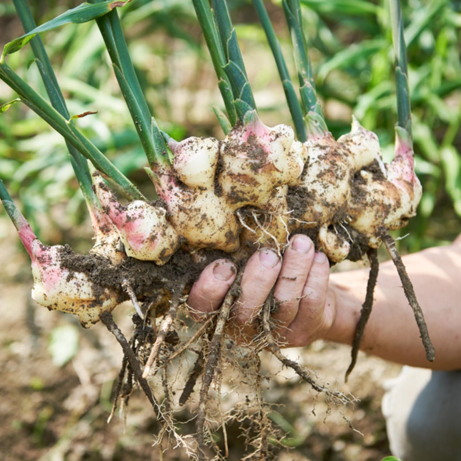 3 Ginger Plants Live, 5 to 6 Inches Tall, Ginger Herb Plant for Gardening Indoor Outdoor