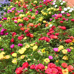 2 Mix Portulaca Moss Rose Plants Live, Double Flowered Moss Roses Flowers, Clumps 4-8" Tall, Portulaca Plants Live
