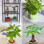 Money Tree Plant Live, 5 to 7 Inc Tall House Plant Live