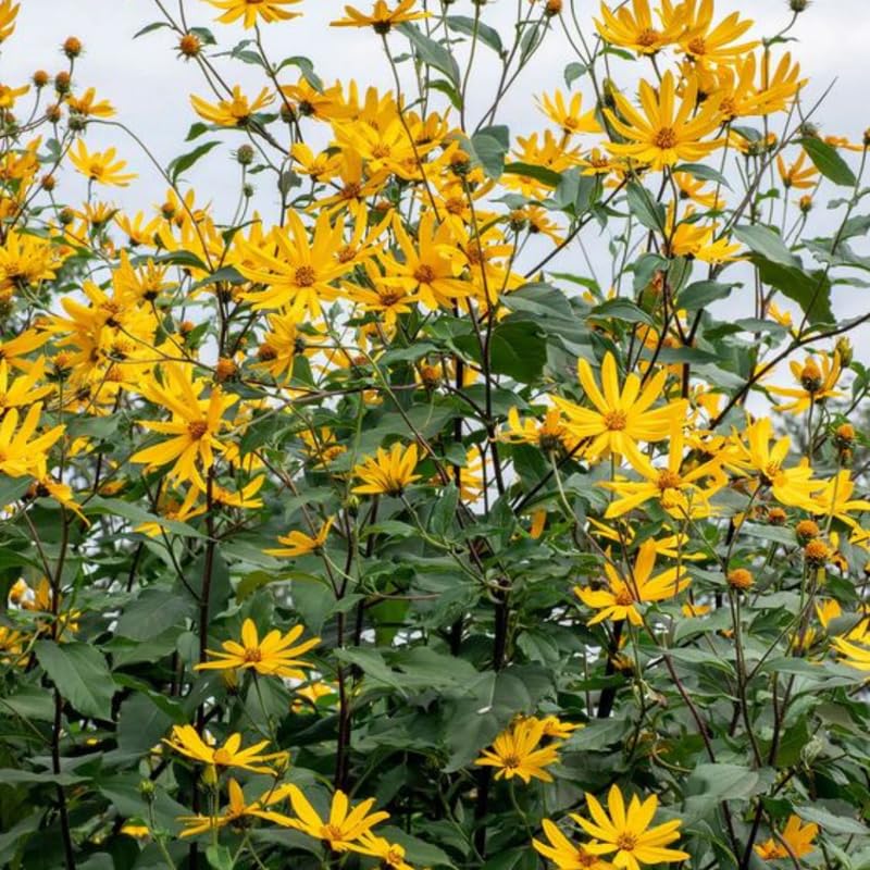 1 Pound Jerusalem Artichoke for Planting Outdoors, Jerusalem Artichoke Root Plant