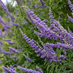 Blue Chaste Vitex Live Plant, Vitex Chaste Tree, Blue Chastes Tree, Flowering Shrub, 5-7 Inches in Height for Growing