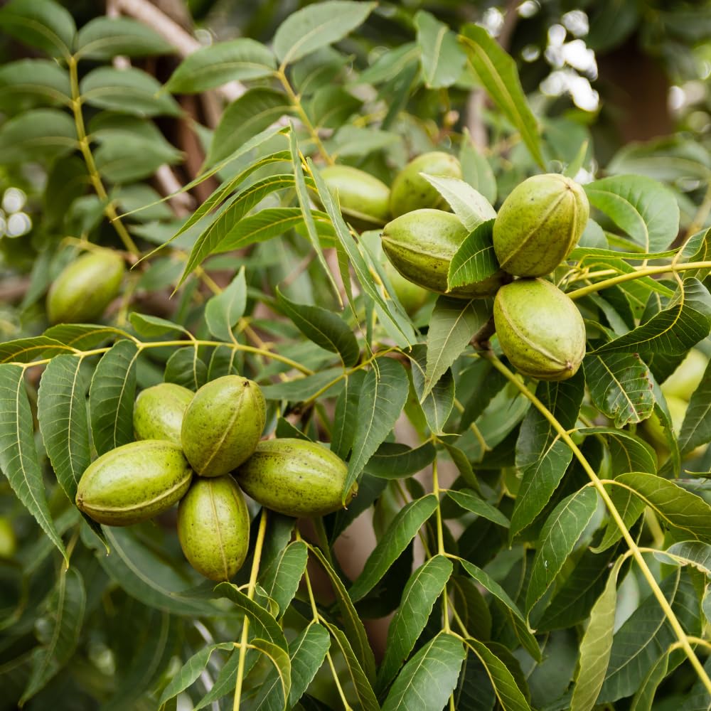 4 Pecan Trees Live Plants, Hardy Pecan Nut Seedlings Bare Roots, 12 to 20 Inc Tall Bare Roots, Shrub Plant
