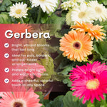 Pack of 2 Daisy Plants, Mix Gerbera Daisy Live Plants, Gerbera Daisy Plant, 4 to 7 Inches Tall, Daisy Live Plant, No Pot, Daisy Plants Live for Growing Outdoors Indoors