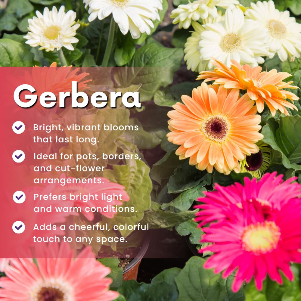 Pack of 2 Daisy Plants, Mix Gerbera Daisy Live Plants, Gerbera Daisy Plant, 4 to 7 Inches Tall, Daisy Live Plant, No Pot, Daisy Plants Live for Growing Outdoors Indoors