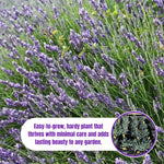 Set 2 Lavender Plants Live, Lavandula Perennial Flower Plants Indoor Outdoor, Well Rooted 4 to 8 Inch Tall to Grow (Creek Lavender)