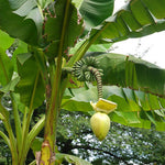 Banana Trees Live Plants from 4 to 6 Inc Long, Basjoo Banana Plants Live for Planting Gardening Outdoor and Indoor, 1 Plant