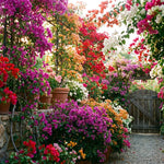 Set 2 Mixed Bougainvillea Live Plants 4-7 Inches Tall, Vibrant Bumgainvillea Flowering Vines for Garden, Patio Containers and Indoor Growing