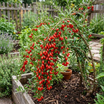 12 Red Goji Berry Cuttings Plants Live, 5 to 7'' Tall, Goji Berry Fruit Plant for Garden Outdoor Indoor