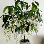 2 Clerodendrum Live Plants, Clerodendrum Light Wallichii Smithianum White Blooms, 5-9 Inc Tall
