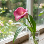 Pack 3 Pink Calla Lily Bulbs - Calla Lily Flowering Bulbs for Garden and Containers, Easy to Grow Summer Blooms