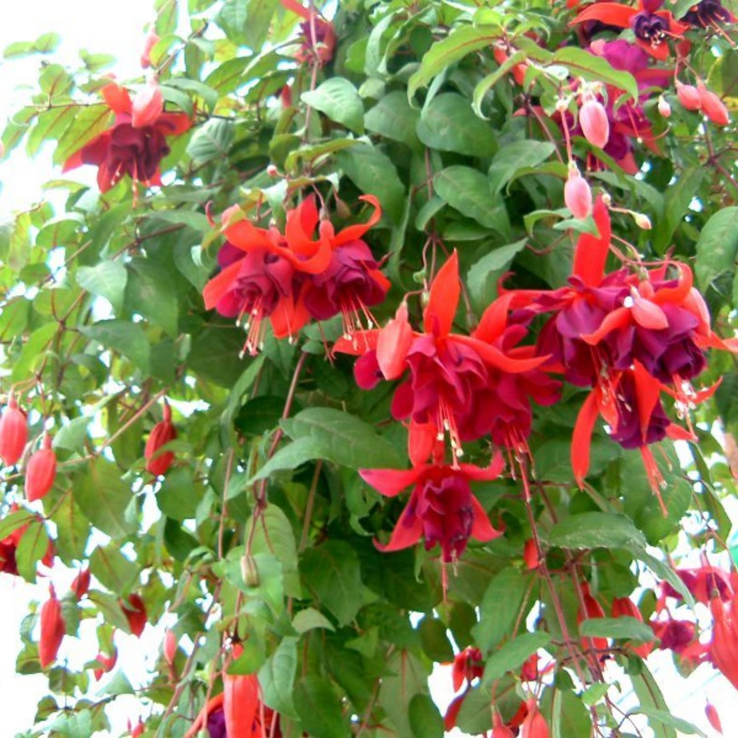 2 Red Fuchsia Plants Live, Fuchsia Flower Plants Indoor Outdoor, 3 to 5 Inches Tall