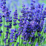 2 Lavender Plants Live Flower, Lavandula Perennial Starter Plants Plugs, 4-8" Tall for Planting Indoor Outdoor (Blue Lavender)