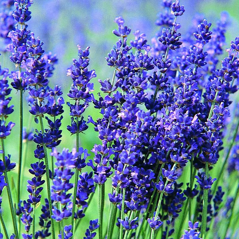 Set 2 Lavender Plants Live, Lavandula Perennial Flower Plants Indoor Outdoor, Well Rooted 4 to 8 Inch Tall to Grow (Blue Lavender)