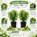 2 Night Blooming Jasmine Live Plants, Fragrant Flowering Shrubs, 4-6" Tall