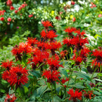 Red Bee Balm Live Plant, 2-5" Tall Monarda Flower Starters, Rooted in Soil, No Pot, Bee Balm Flower Plant Perennial, Outdoor Garden Herb, Easy to Grow