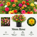 Moss Rose Plants Live, 4-8 Inches Tall, Portulaca Flower Plant, Drought Tolerant Outdoor Ground Cover, Colorful Blooming Succulent for Garden