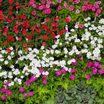 2 Mix Vinca Plants Live Ground Cover, 3-6" Tall Trailing Vinca Flowers for Garden Beds, Pots, Outdoor Landscaping, in Pot