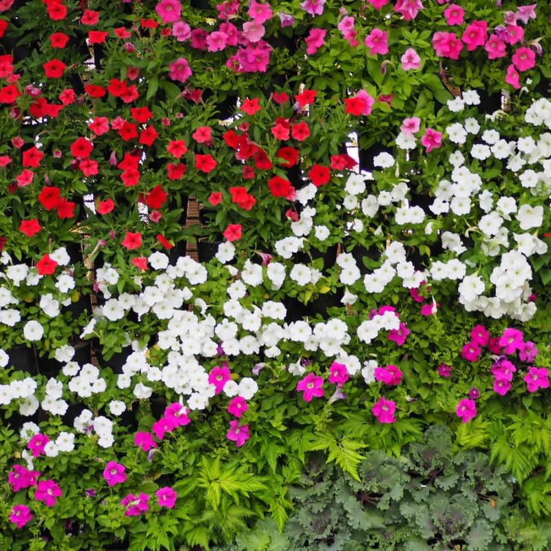 2 Mix Vinca Plants Live Ground Cover, 3-6" Tall Trailing Vinca Flowers for Garden Beds, Pots, Outdoor Landscaping, in Pot