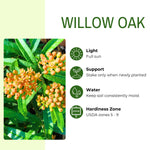 Willow Oak Plant Live, Oak Tree Live for Planting 12-18 Inch Tall, Oak Tree for Yard Growing