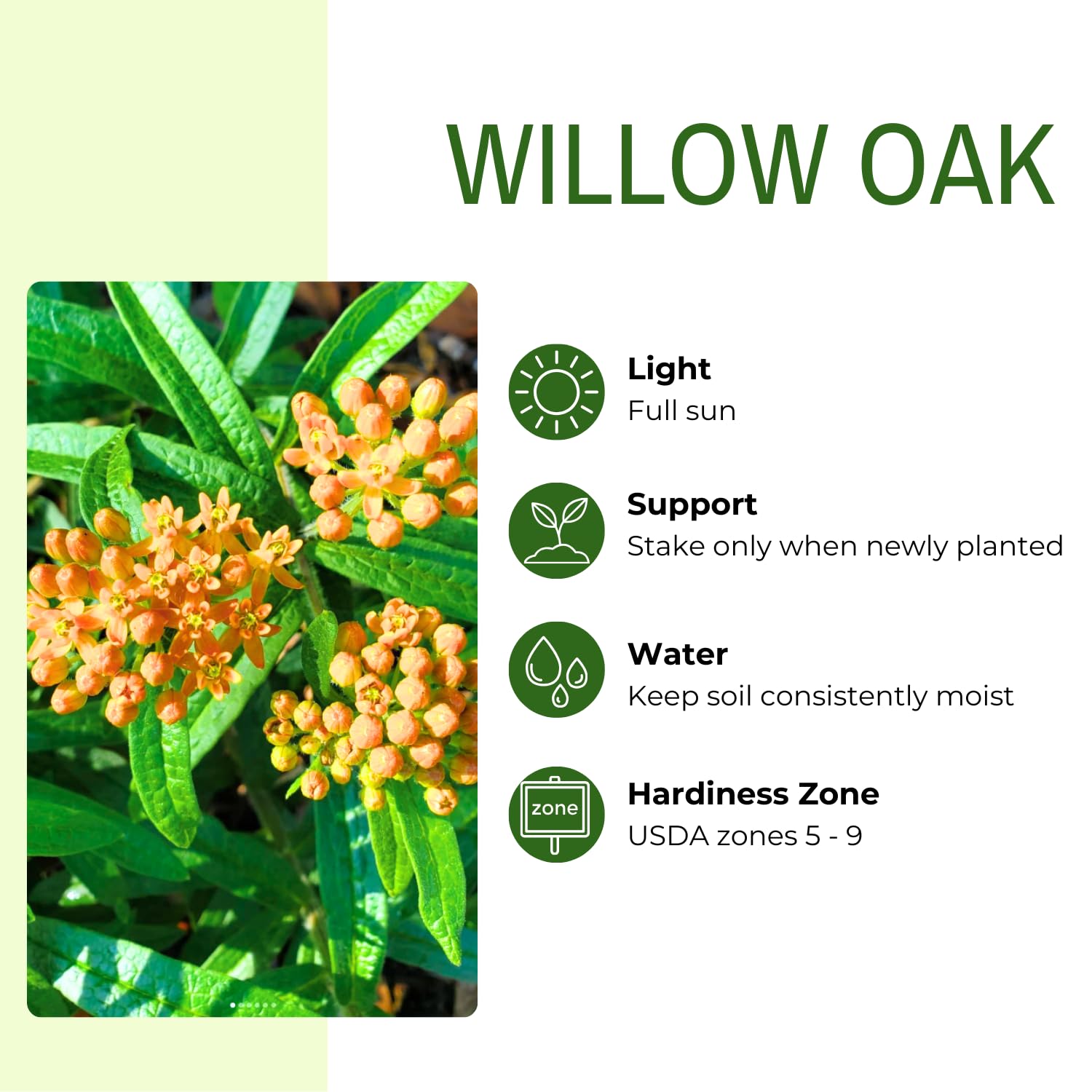 Willow Oak Plant Live, Oak Tree Live for Planting 12-18 Inch Tall, Oak Tree for Yard Growing