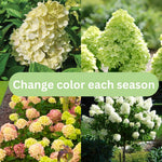 Hydrangea Bush Tree Plants Live, 5-9" Tall, No Pot, Dormant in Winter, Change Color Perennial Planting Indoor Outdoor, Long Lasting Blooms Flower (Light Green to Pink)