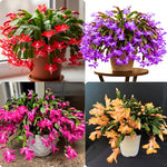 True Thanksgiving Cactus Plant Live in 4" Pot, Ready to Bloom, Holiday Christmas Cactus Plants Live, Random Blooms