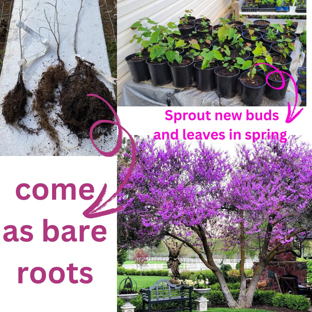 02 Purple Eastern Redbud Trees for Planting, 7 to 15 Inc Tall, Red Bud Trees Live Plants, Zones 4 to 9