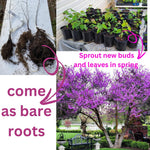 03 Eastern Redbud Trees Live Plants, 1 Year Old Seedlings Pink Flowering Ornamental Tree, Redbud Tree, Redbud Trees for Planting, No Leaf