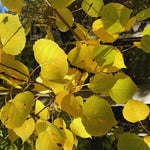 Quaking Aspen Tree Live Plant, Aspen Plant Seedling, 18 to 24 Inc Tall Tropical Plants for Gardening Outdoor