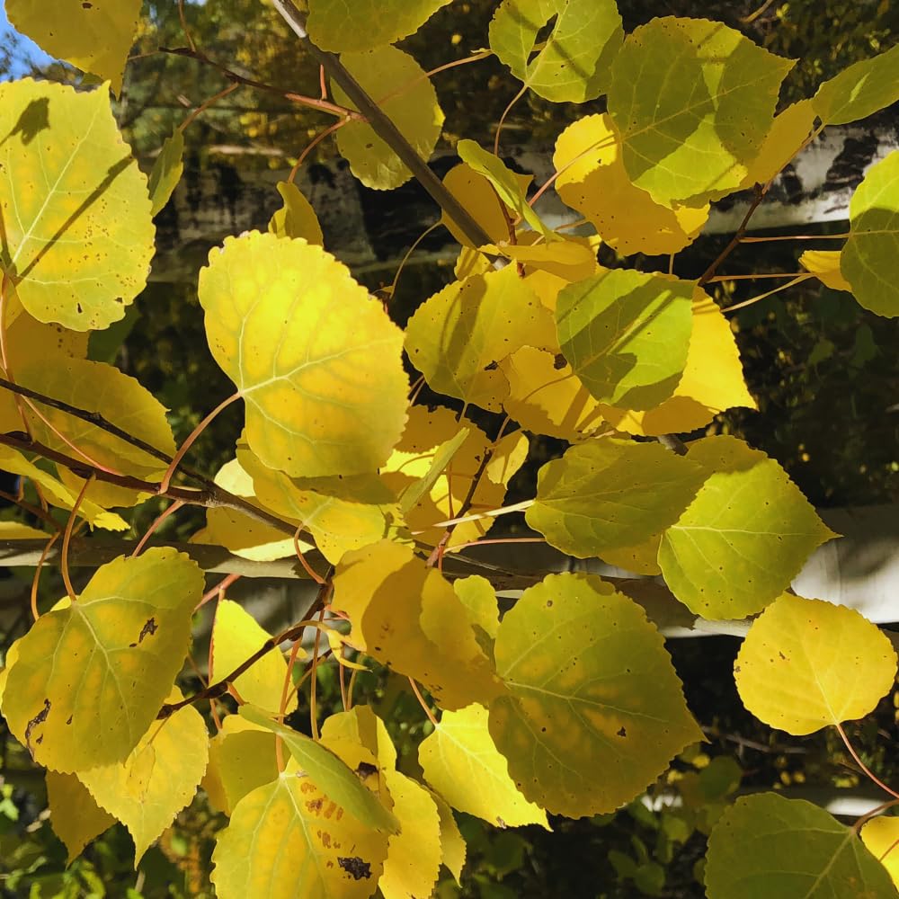 Quaking Aspen Tree Live Plant, Aspen Plant Seedling, 18 to 24 Inc Tall Tropical Plants for Gardening Outdoor