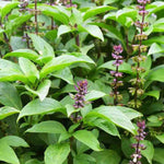 15 Basil Plants, Basil Live Plants, 3 to 6 Inches in Height, Herb Plants Live