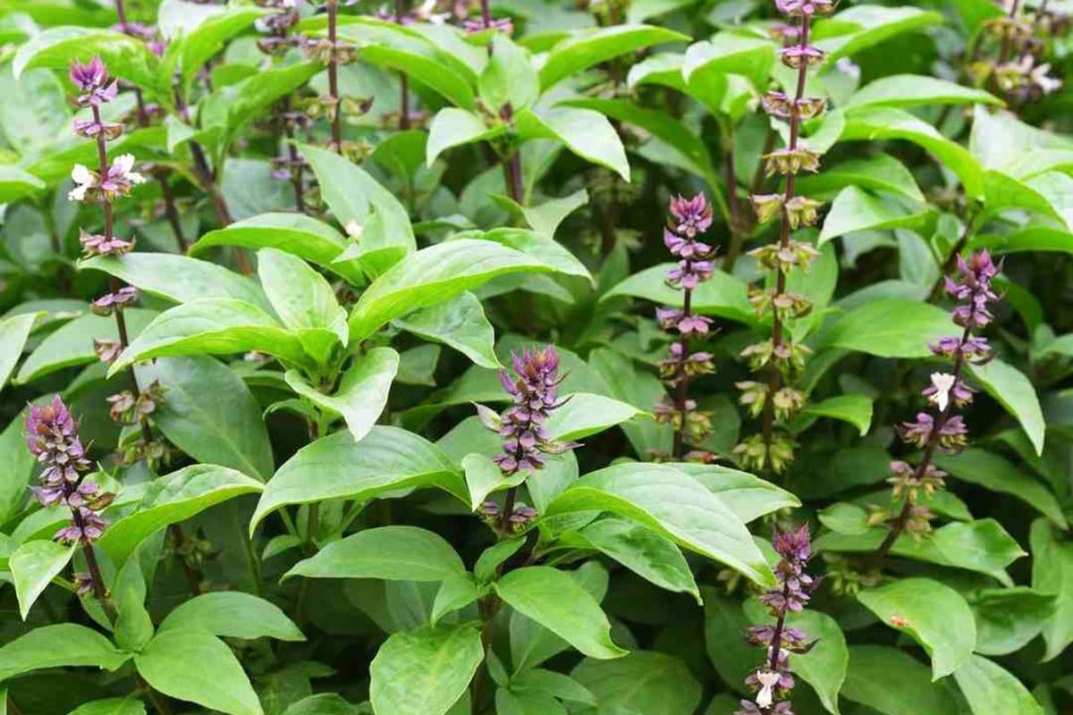 15 Basil Plants, Basil Live Plants, 3 to 6 Inches in Height, Herb Plants Live