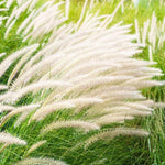 2 Grass Ornamental Grasses Seedlings, Live Grass Perennial Hardy Ornamental Plants, Outdoor Planting, 5-9" Tall (White Fountain)