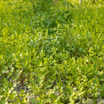 2 Cilantro Herb Plants Live in 4'' Pot, Ready to Grow Herb Starter 3-6 Inches, Fragrant Herbs for Indoor Outdoor Gardens