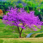02 Purple Eastern Redbud Trees for Planting, 7 to 15 Inc Tall, Red Bud Trees Live Plants, Zones 4 to 9