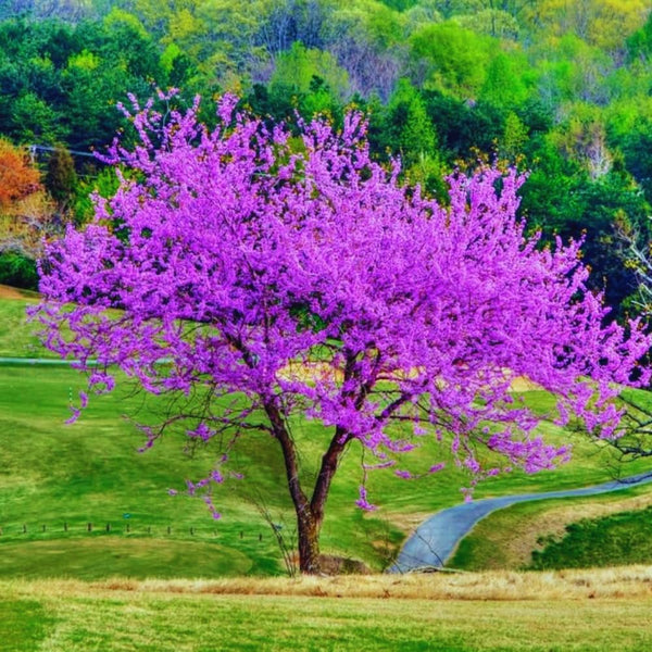 02 Purple Eastern Redbud Trees for Planting, 7 to 15 Inc Tall, Red Bud Trees Live Plants, Zones 4 to 9