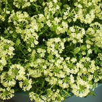 Sets 4 Perennial Verbena Live Plants Ground Cover or Trailing 1-4" Plugs Size, Random Bloom, Outdoor Planting Spring