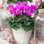 Purple Cyclamen Plant Live, Flowering Houseplant, 4" Pot