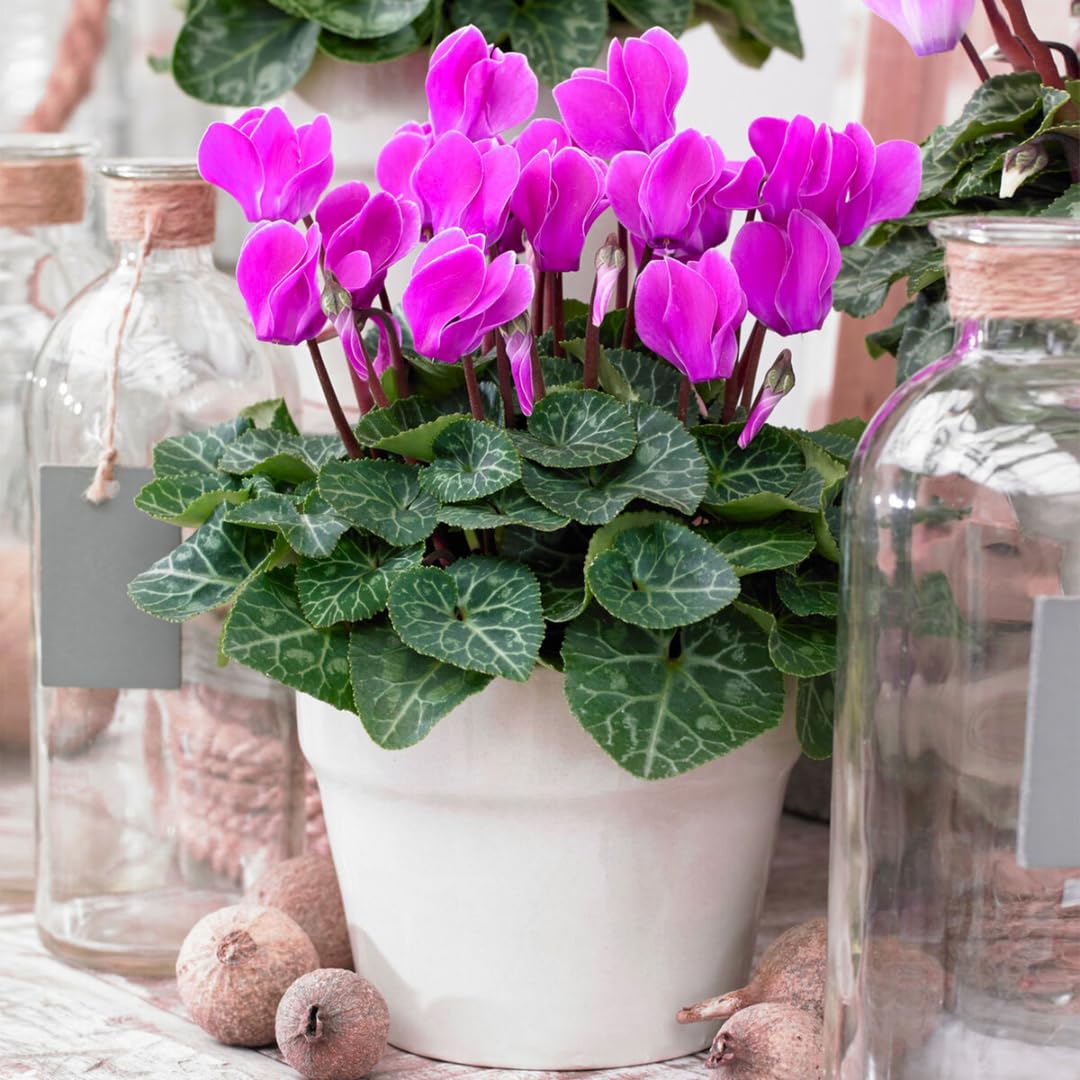Purple Cyclamen Plant Live, Flowering Houseplant, 4" Pot