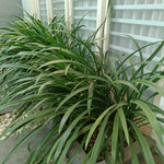 Set 2 Mondo Grass Live Plant, Ornamental Grass for Outdoor Planting, Low Maintenance Shrub, 4 to 6 Inches Tall