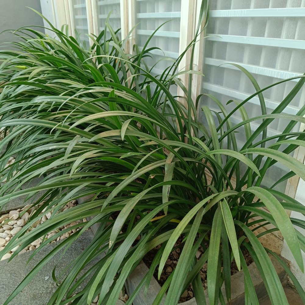 Set 2 Mondo Grass Live Plant, Ornamental Grass for Outdoor Planting, Low Maintenance Shrub, 4 to 6 Inches Tall